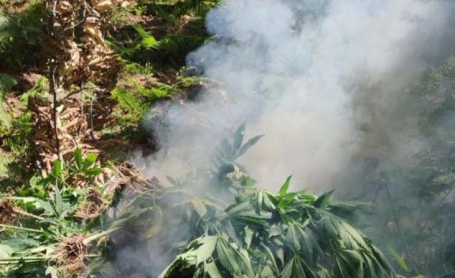 Asgjësohen mbi 5 mijë bimë kanabisi në 4 fshatra në Lezhë e Kurbin, në kërkim autorët