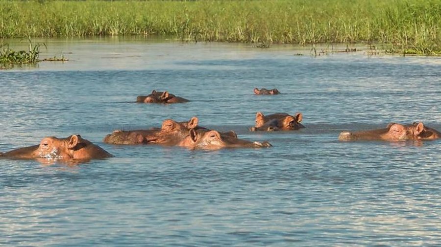 Kolumbia i gjen vendin 70 hipopotamëve të Pablo Escobarit