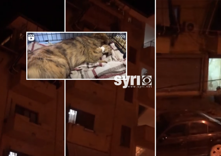 VIDEO që tronditi Tiranën/ Hedh me gjakftohtësi qenin nga kati i 6-të, qytetarët thirrje policisë për arrestimin e saj