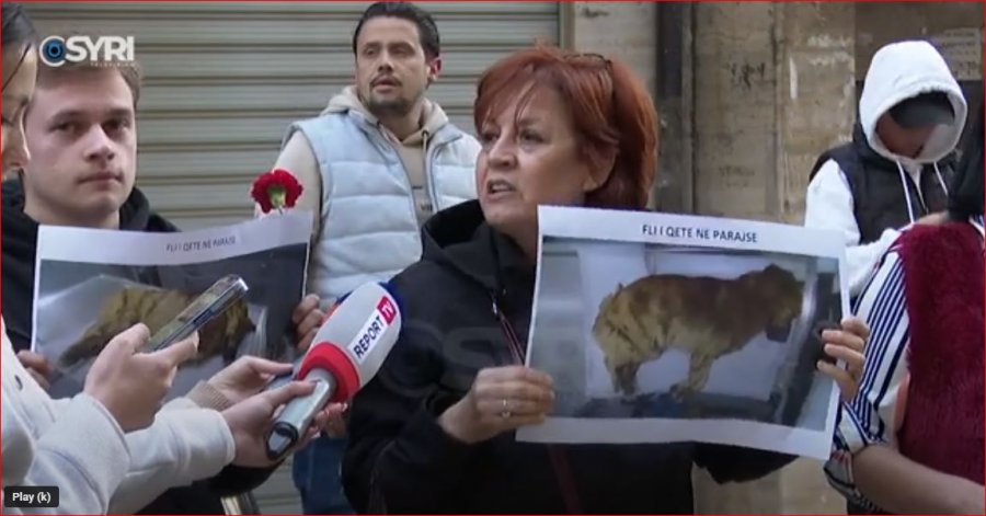 Gruaja hodhi qenin nga pallati, animalistët dalin në protestë: Ndal keqtrajtimit të kafshëve
