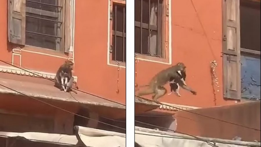 Majmuni 'rrëmben' qenin nga tarraca e një apartamenti në Indi