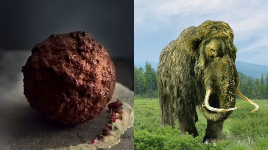 Krijohet qoftja me mish mamuthi, shkencëtarët kanë frikë: Mund të jetë vdekjeprurëse