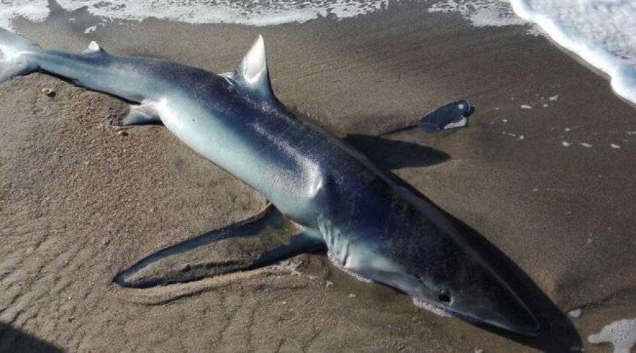Peshkaqeni blu ngordh, pasi sjell në jetë 20 ekzemplarë në breg të detit