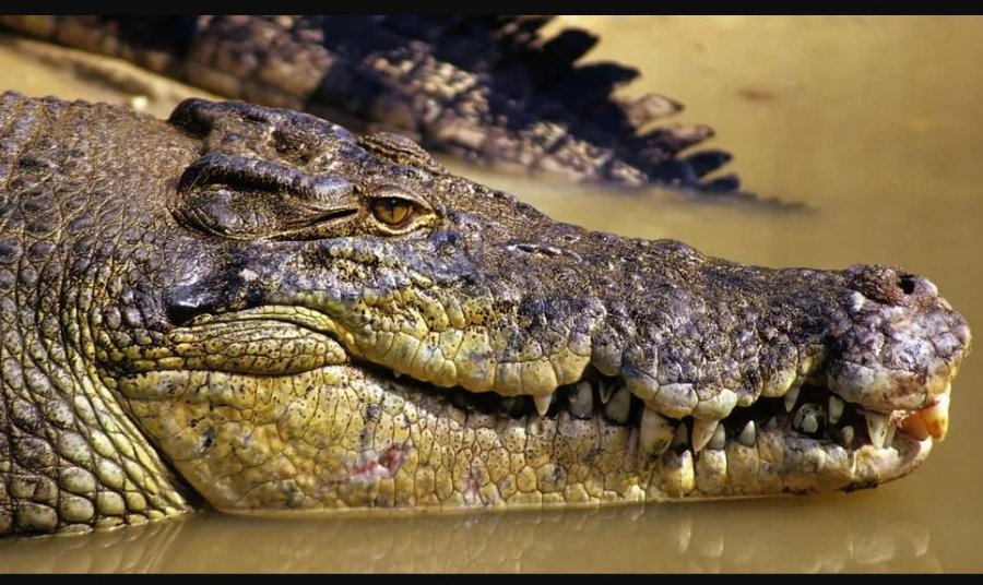 I zhdukur prej ditësh, gjendet brenda krokodilit trupi i peshkatarit australian