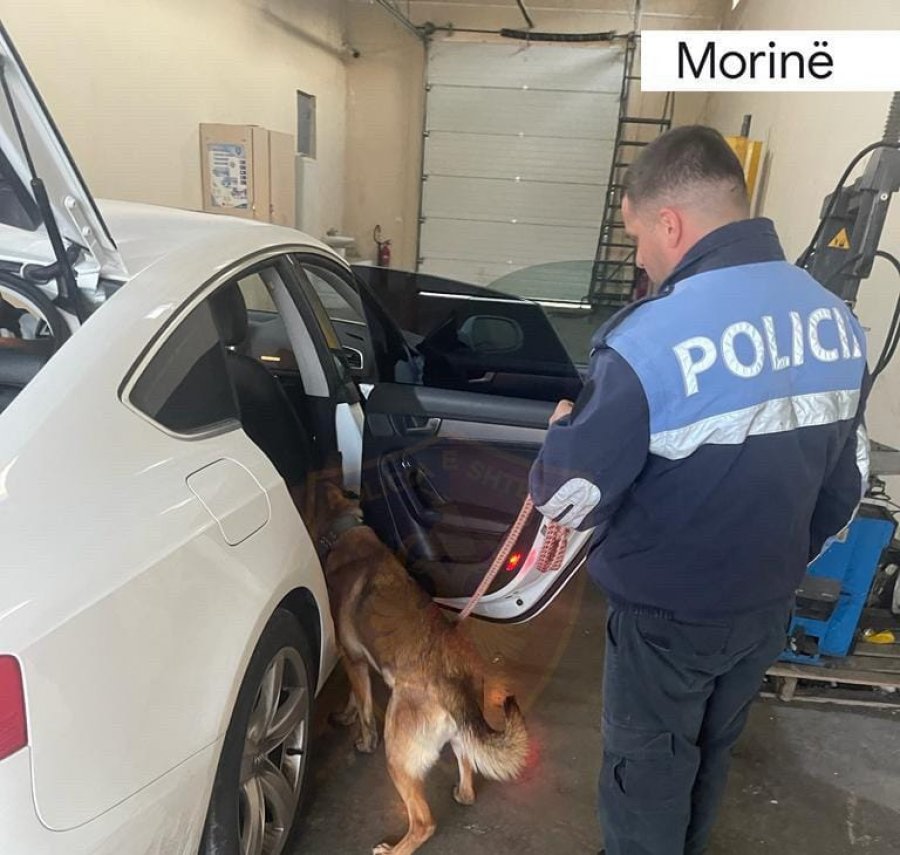 E pëson keq emigranti në Morinë: Spanja informon dhe qeni polic i gjen 16 mijë eurot e fshehura 