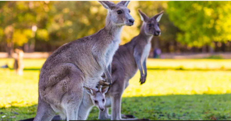 Australia i thotë ‘Po’ vrasjes së kangurëve për t’i shpëtuar nga uria