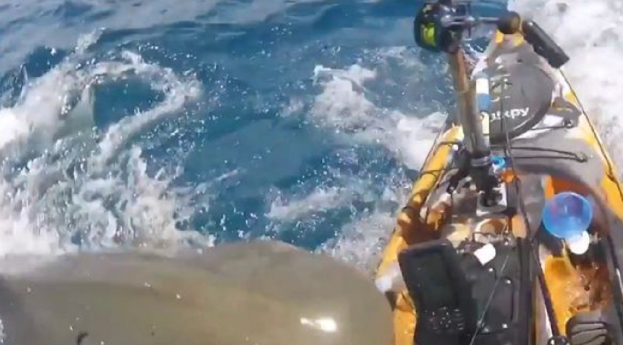 Video/ Pamje të frikshme, një peshkaqen gjigant sulmon anijen e një peshkatari