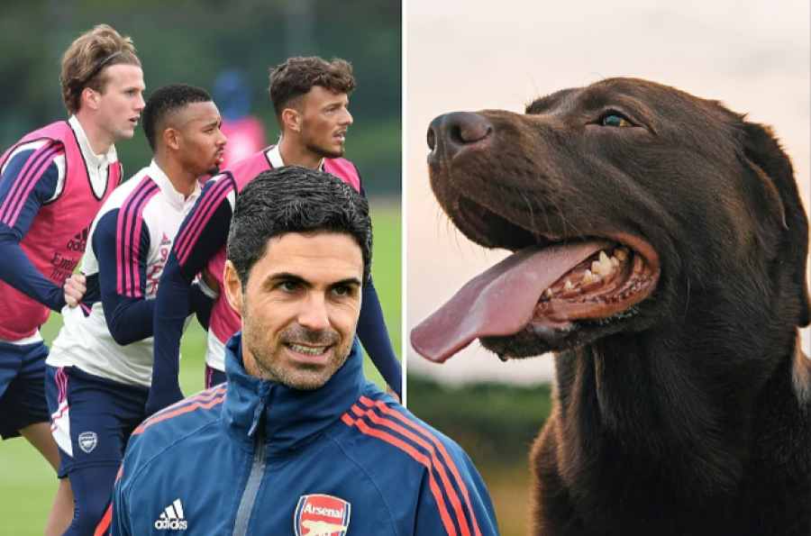 Arsenali përforcohet me një… qen, ul stresin te futbollistët
