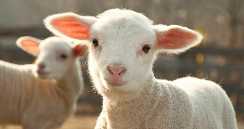 Vendi që ka pesë herë më shumë dele se njerëz!