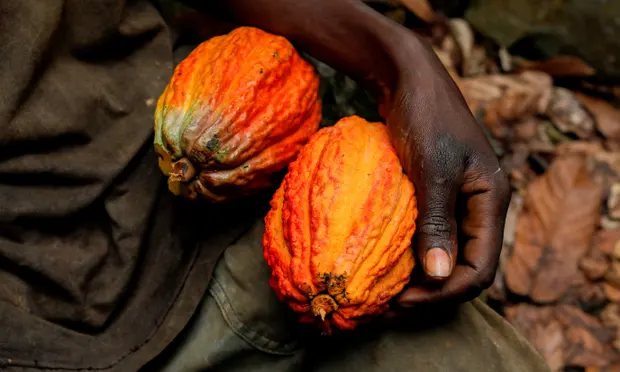 Mbjellja e kakaos po shkatërron pyjet e mbrojtura në Afrikën perëndimore