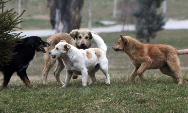 Theret me thikë një qen në qendër të Prishtinës, njofton avokati i njohur 