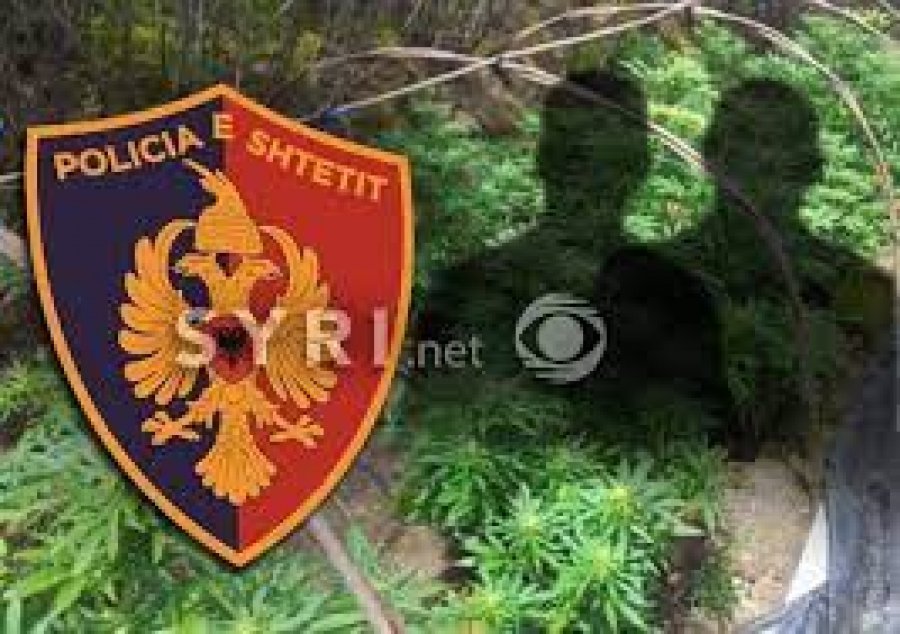 EMRAT/ Megaoperacioni, kapet grupi i kultivimit të drogës, arrestohen 8 persona, 5 në kërkim