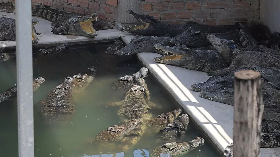 Një fermer vritesh brutalisht nga krokodilat pasi ra në strehën e tyre