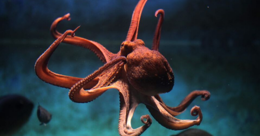 ‘Edhe oktapodët shohin makthe’, shkencëtarët zbulojnë sjellje të çuditshme tek gjallesa ujore