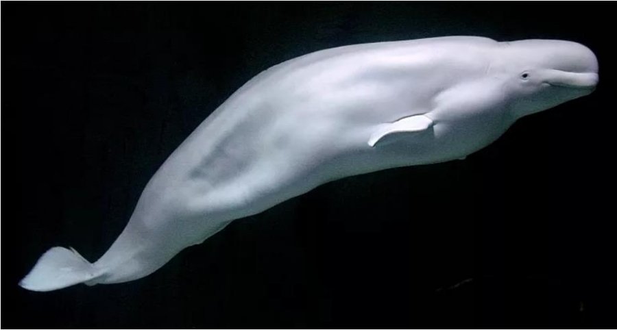 Balena 'spiune ruse' shihet duke notuar drejt brigjeve suedeze