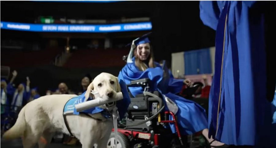 Shoqëroi studenten e paralizuar gjatë viteve universitare, qeni merr diplomën e nderit