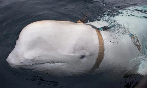Rusia përmirëson taktikat e spiunimit, balena ‘Hvaldimir’ shihet duke notuar drejt brigjeve suedeze