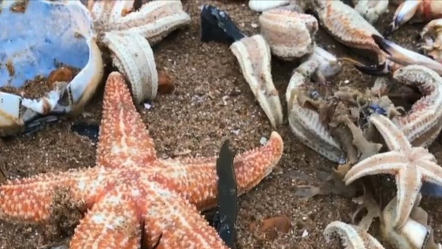 Ne mendonim se ylli i detit nuk kishte kokë, por e kemi pasur gabim