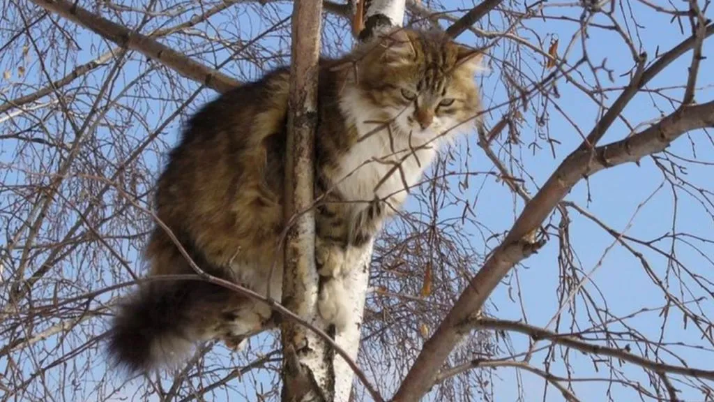 Mbeti macja në pemë, policia e Tiranës del me njoftim zyrtar