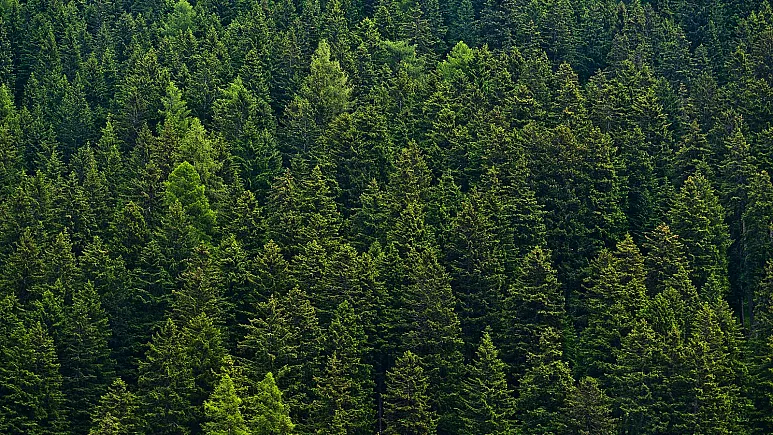 Finlanda, Irlanda, Franca: cilat vende të BE-së kanë më shumë dhe më pak pyje?