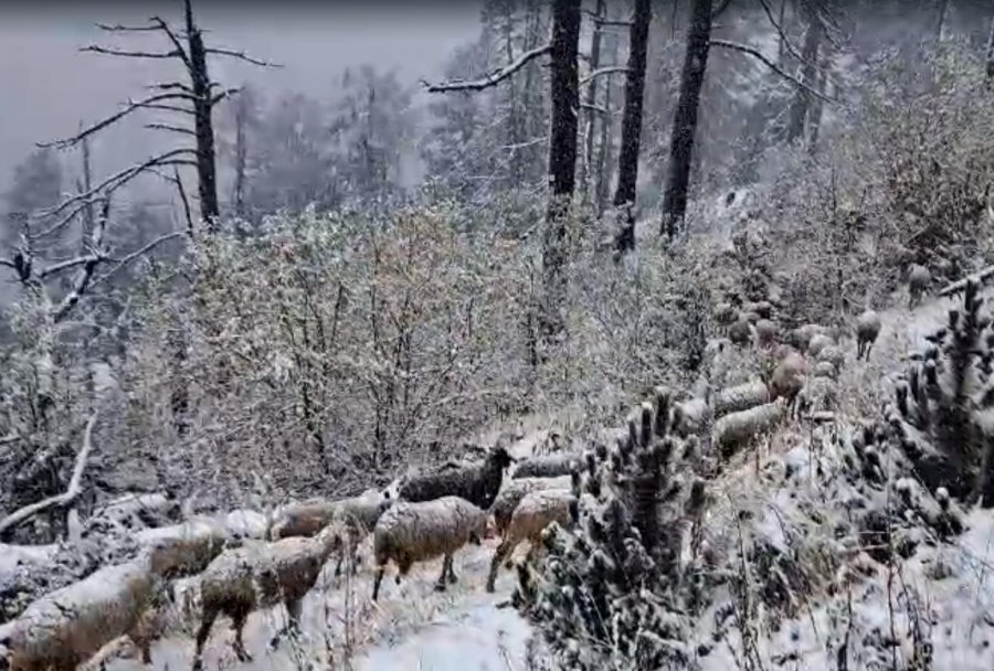 VIDEO/ Dimri hedh hapin e parë: bora zbardh majat e maleve në Kukës