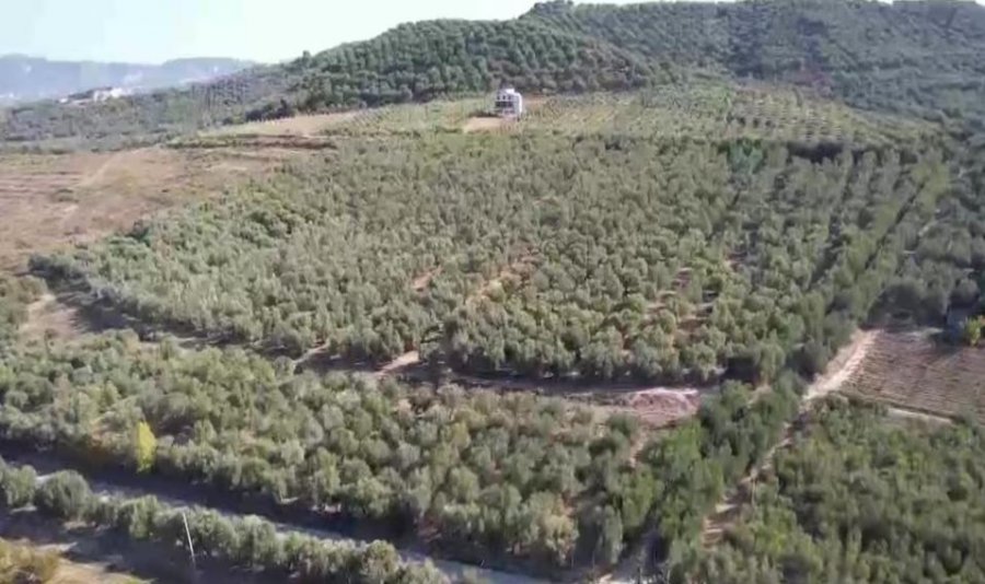 Shqipëri, bie këtë vit prodhimi i ullirit, dyfishohet çmimi i vajit