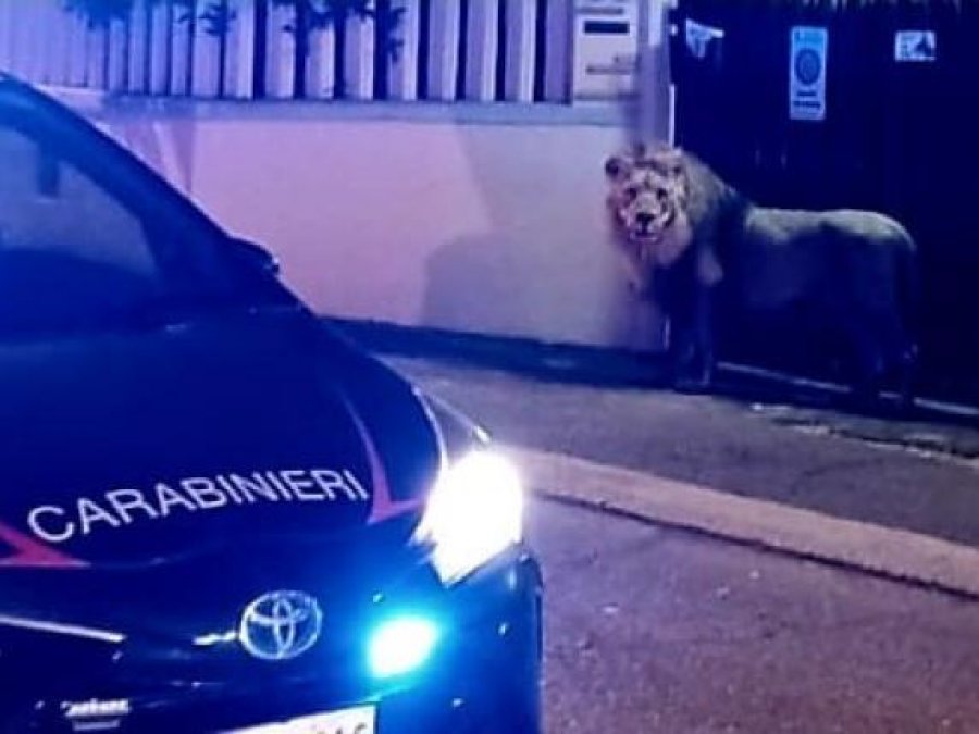 Luani 'arratiset' nga cirku, kryetari i bashkisë thirrje qytetarëve të mbyllen brenda