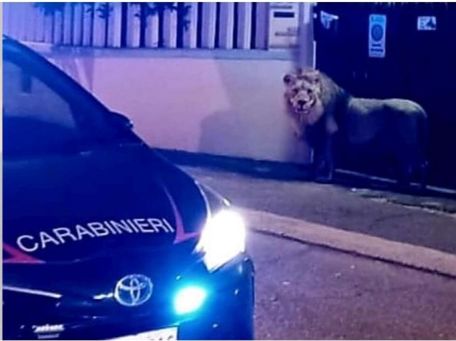 Një luan ‘i arratisur’ terrorizon qytezën italiane pranë Romës