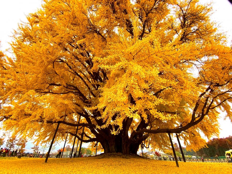 Pema më e bukur në botë, një ginko 860-vjeçare në Korenë e Jugut