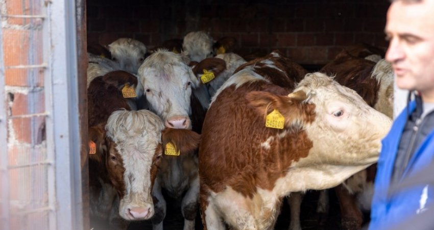 Komuna e Gjilanit shpërndan 153 lopë për fermerët