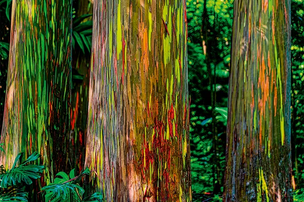Shkenca e çuditshme e pemës 'ylber'