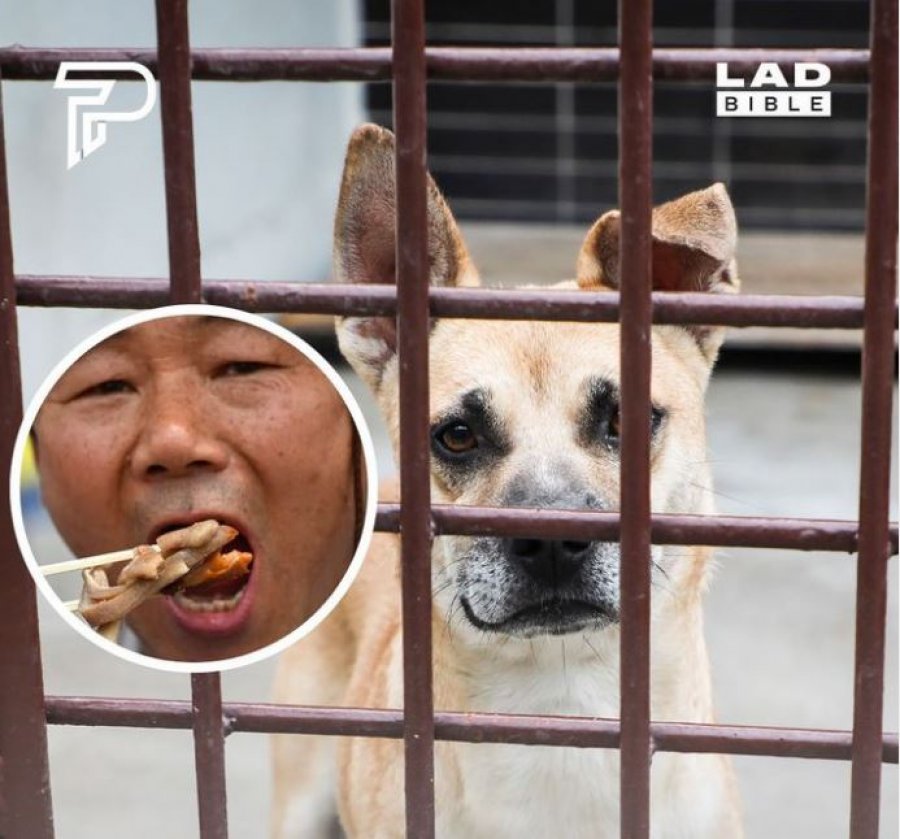 Korea e Jugut po planifikon të vendosë një ndalim të mishit të qenit si konsum 
