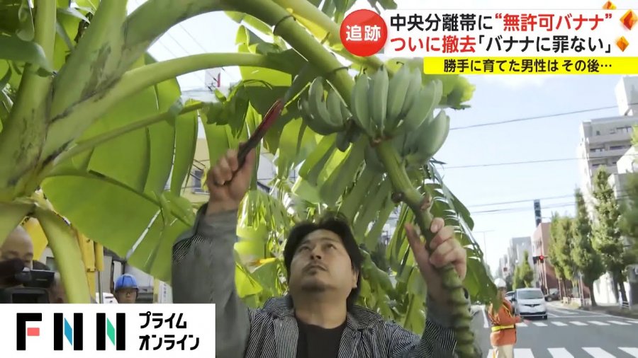 Si arriti ky japonez të rrisë pemë bananeje në mes të rrugës pa e kuptuar njeri