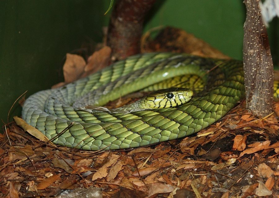 ‘Është jashtëzakonisht helmues’, një gjarpër i gjelbër ‘në arrati’ alarmon Holandën