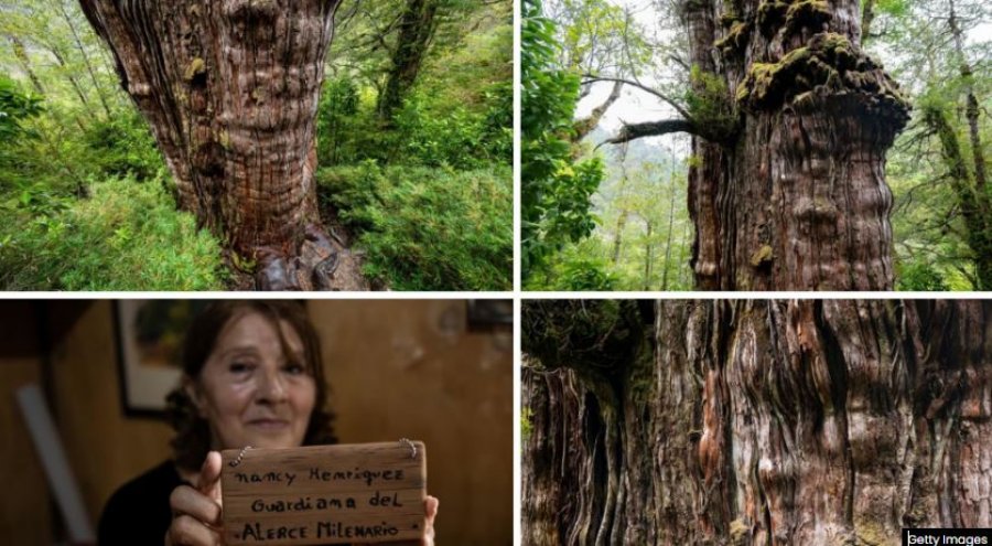 Mijëra vjet para lindjes së Krishtit! Pema më e vjetër në botë gjendet në Kili dhe mosha e saj është ultramijëvjeçare