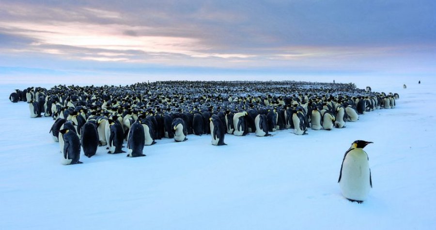 Disa fakte interesante rreth pinguinëve
