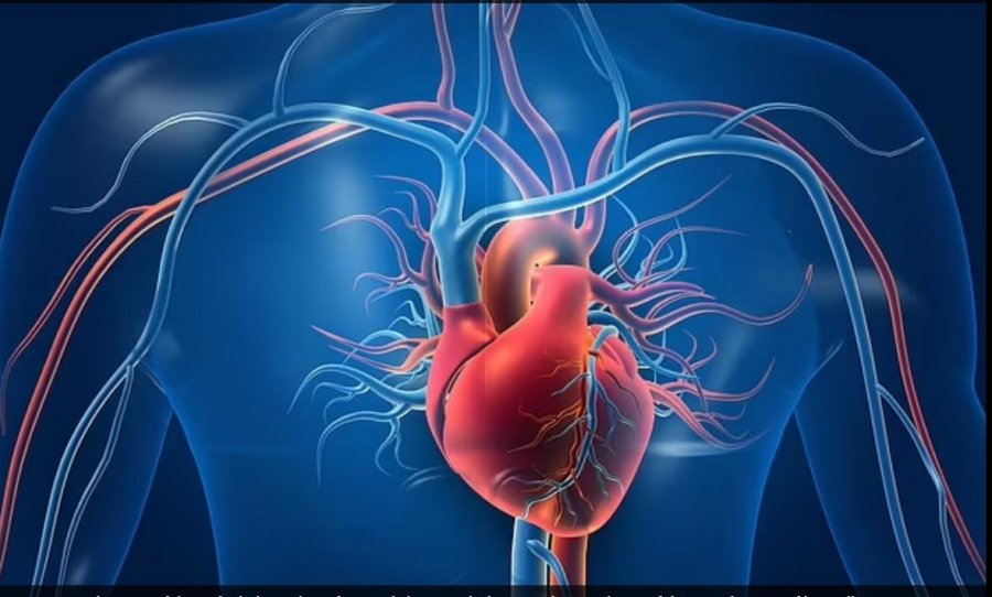 Studiuesi nga Kentaki zgjidh misterin 60-vjeçar se si funksionon zemra