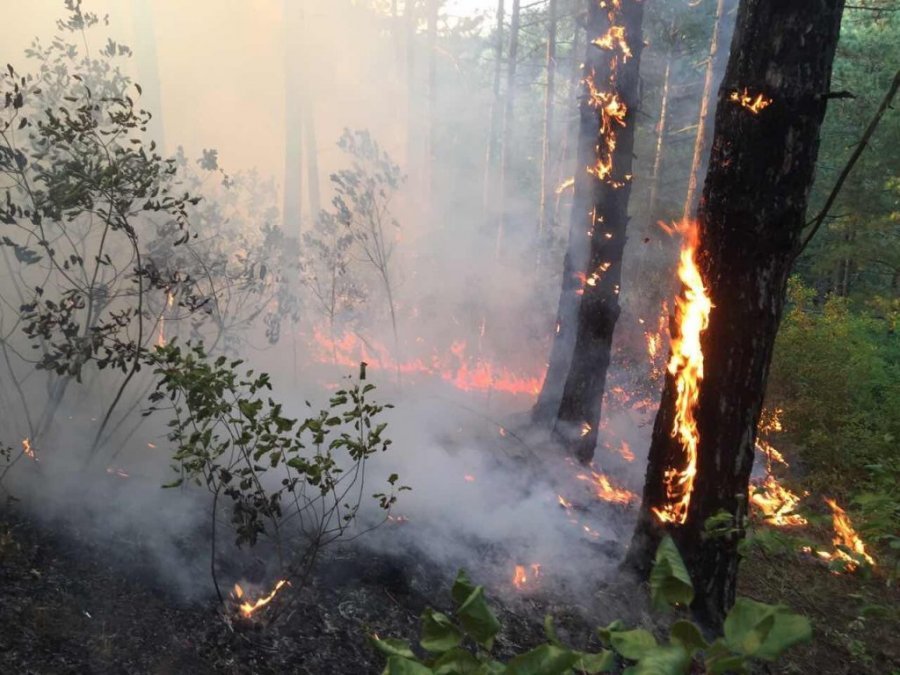 Mbi 800 hektarë pyje të shkrumbuar, riaktivizohet zjarri në Pishporo dhe Darëzezë