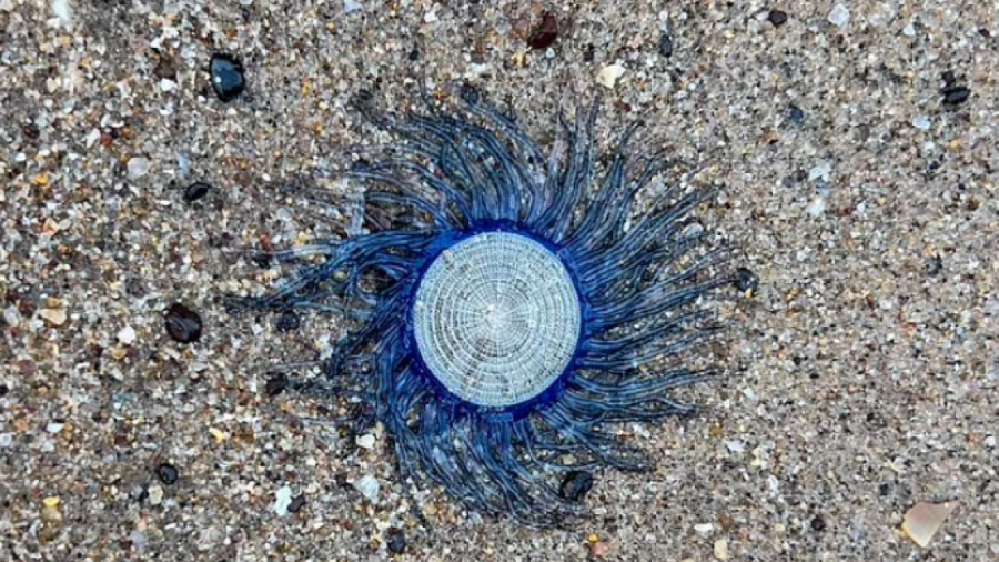 Krijesa misterioze e detit trondit pushuesin në Australi për shkak të pamjes ‘aliene’