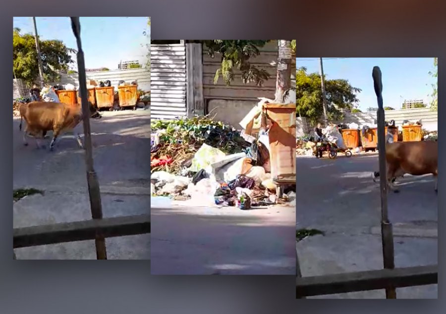 VIDEO/ 'Siri Kodra' e ‘mbytur’ nga plehrat, Teliti sjell denoncimin e qytetarit: Po përhapen sëmundje