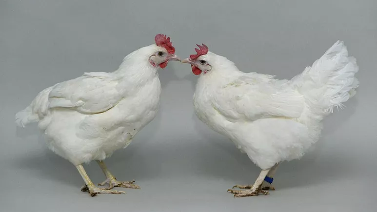 Shkencëtarët modifikojnë ADN-në e pulave për imunitet ndaj gripit të shpendëve