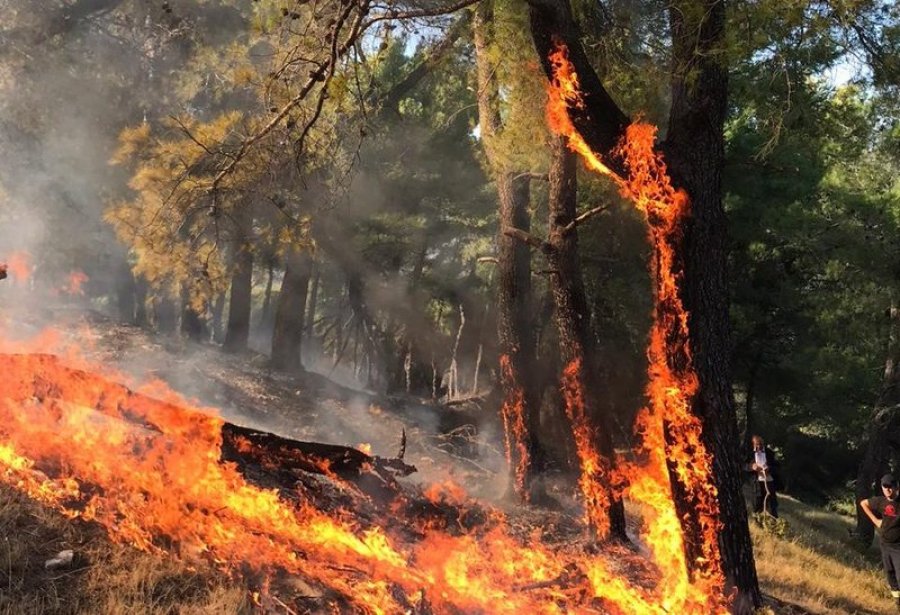 Bie zjarr në një sipërfaqe toke në Krujë, zjarrfikësit ndërhyjnë për të shuar flakët