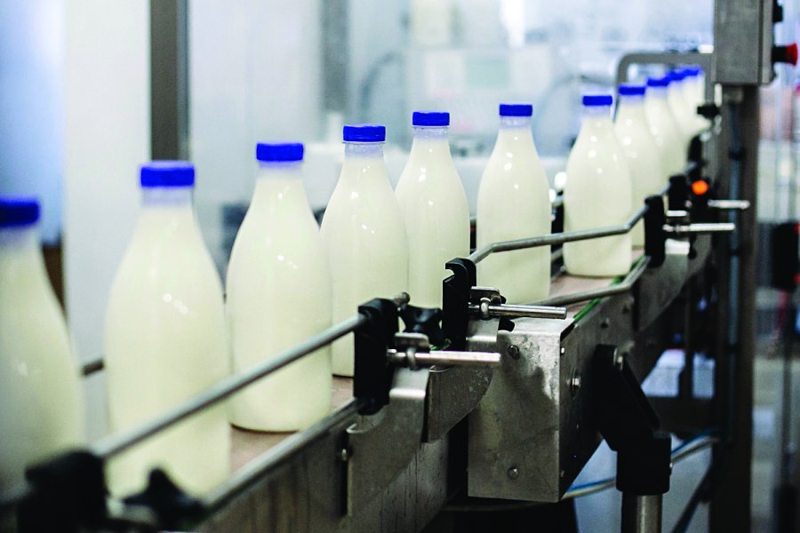 Importi e qumështit sivjet shkoi në 27%, përpunuesit: Nuk ka prodhim vendas