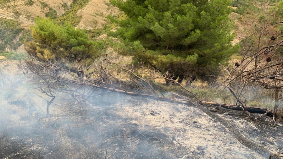 Zjarr në pyllin në fshatin Mishovë, shpëton kurora me pisha shekullore