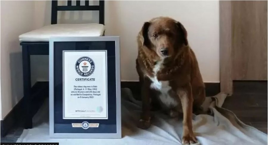 FOTO/ Pjesë e rekordit Guinness, ngordh qeni më i vjetër në botë