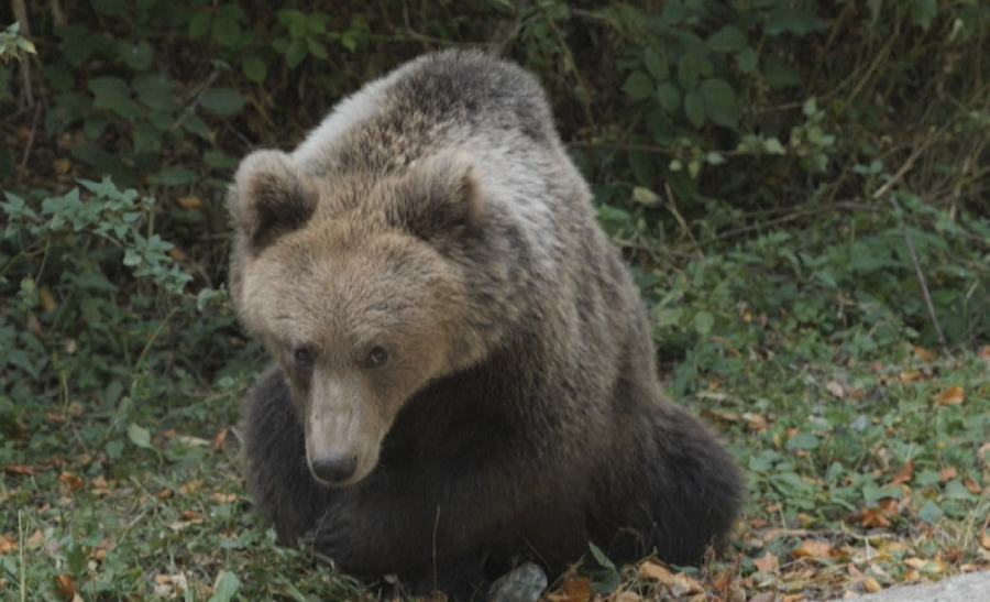 Janë kthyer në rrezik, Rumania e pavendosur si të veprojë me popullatën gjigante të arinjve të murrmë 