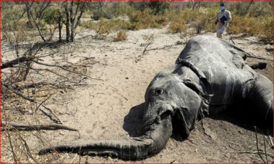 Shkencëtarët zbulojnë arsyen e ngordhjes së dhjetëra elefantëve në rrezik zhdukjeje
