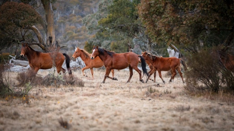 Rritja e numrit të kuajve të egër në Australi, autoritetet marrin vendimin drastik