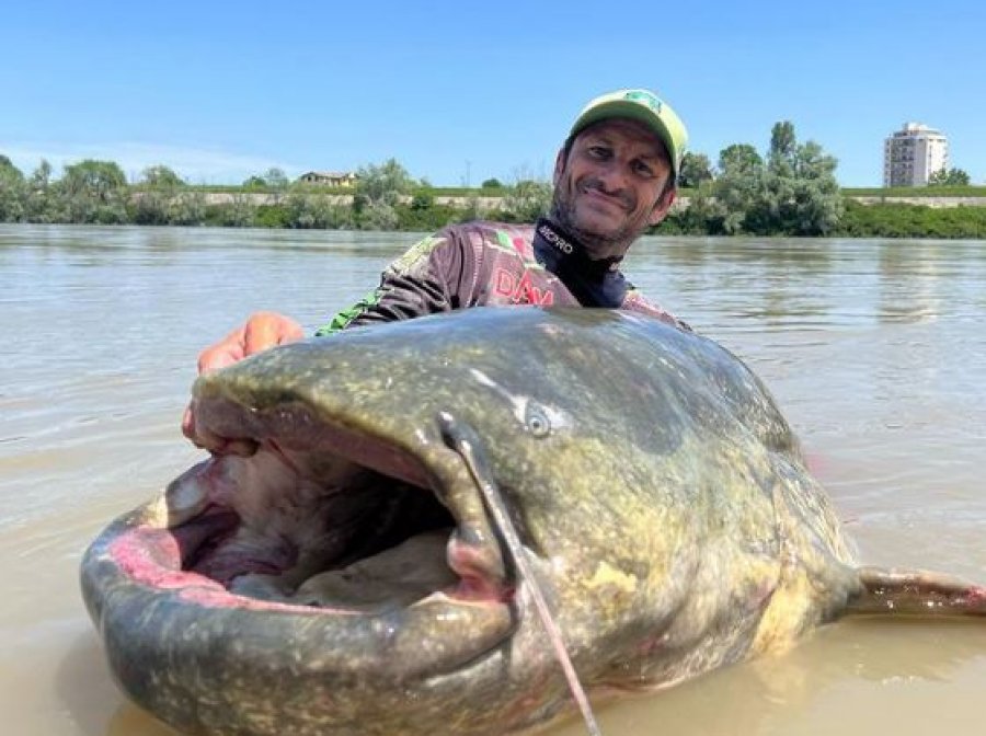 Kapet peshku gjigand 3 metra i gjatë në lumin Po
