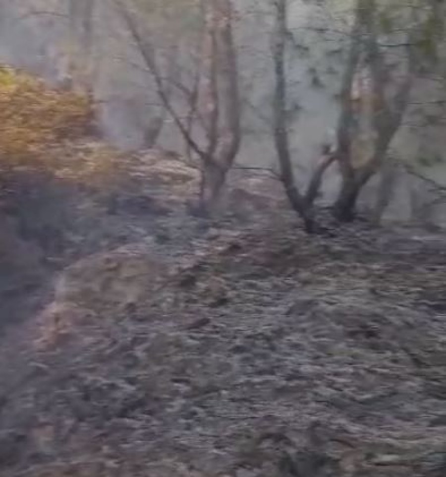Zjarr në një zonë pyjore në Berat